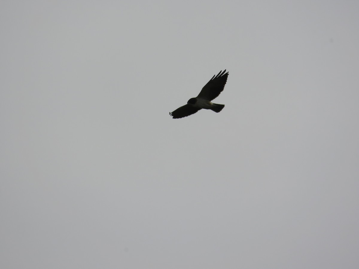 Snail Kite - ML646011134