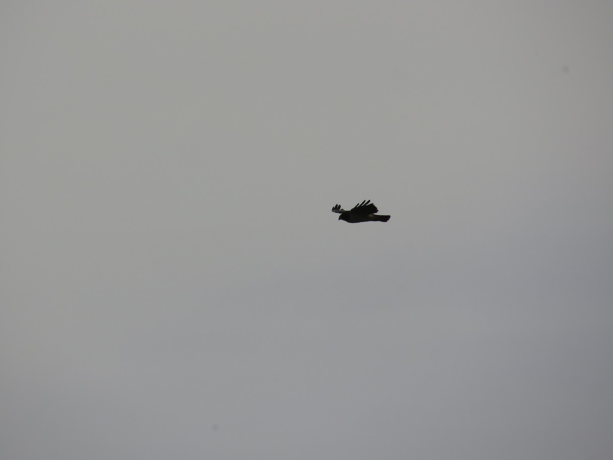 Snail Kite - ML646011135