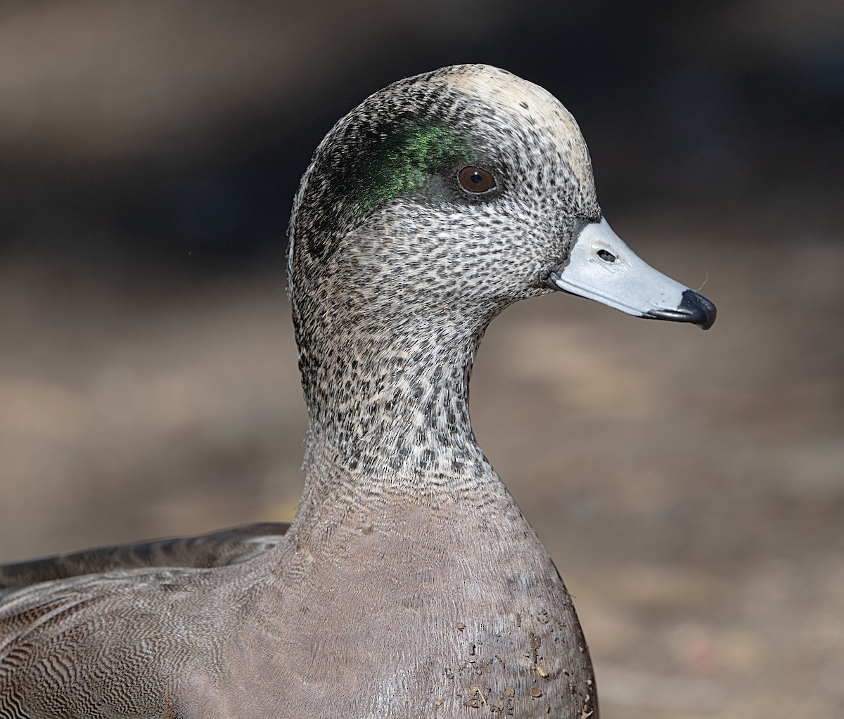 Fischione americano - ML646011136