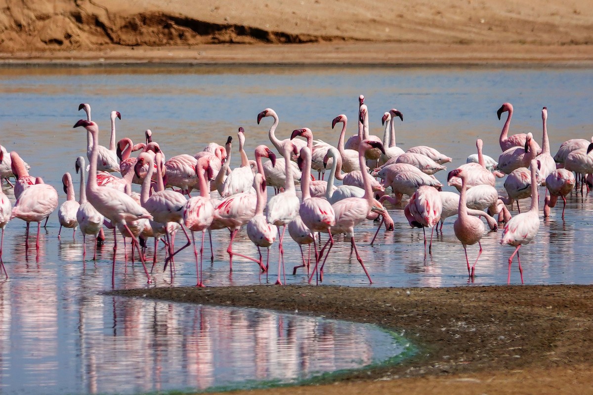 Zwergflamingo - ML646011137