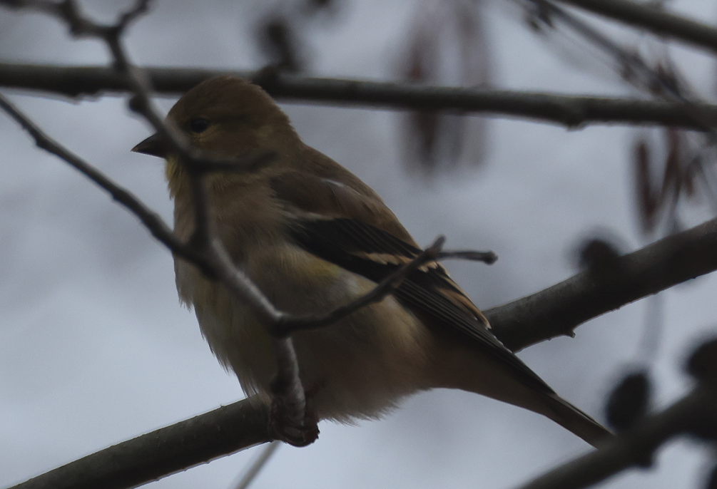 Altın İskete - ML646011138