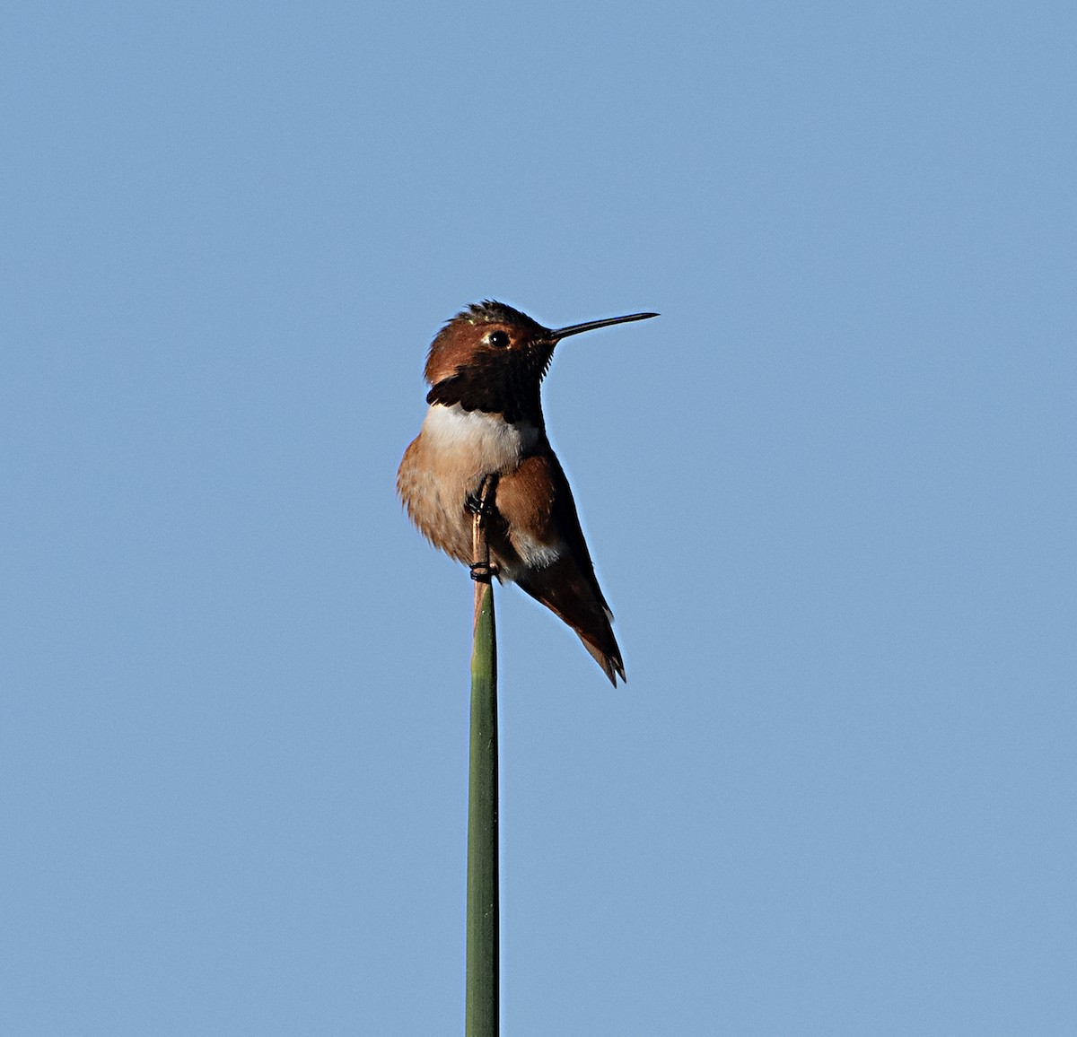 Allen's Hummingbird - ML646011147
