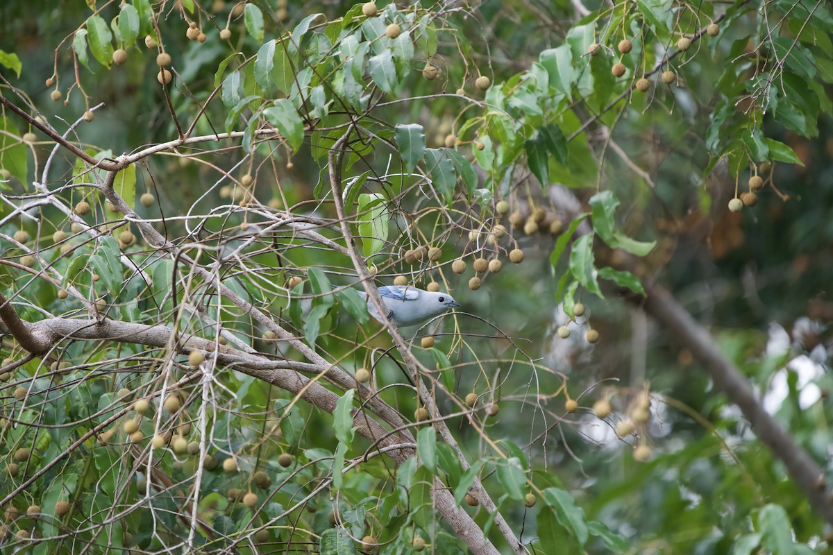 Blue-gray Tanager (White-edged) - ML646011153