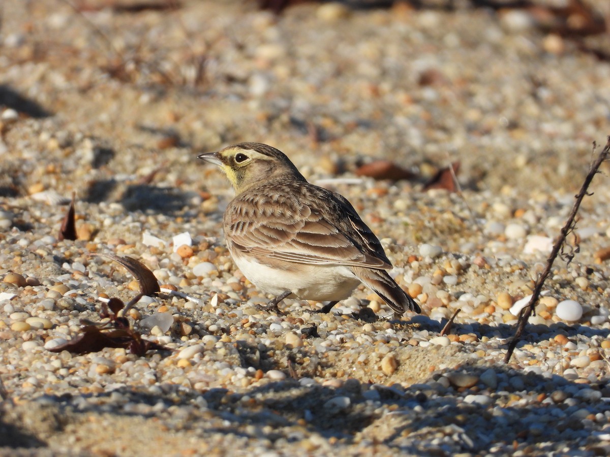 Horned Lark - ML646011155