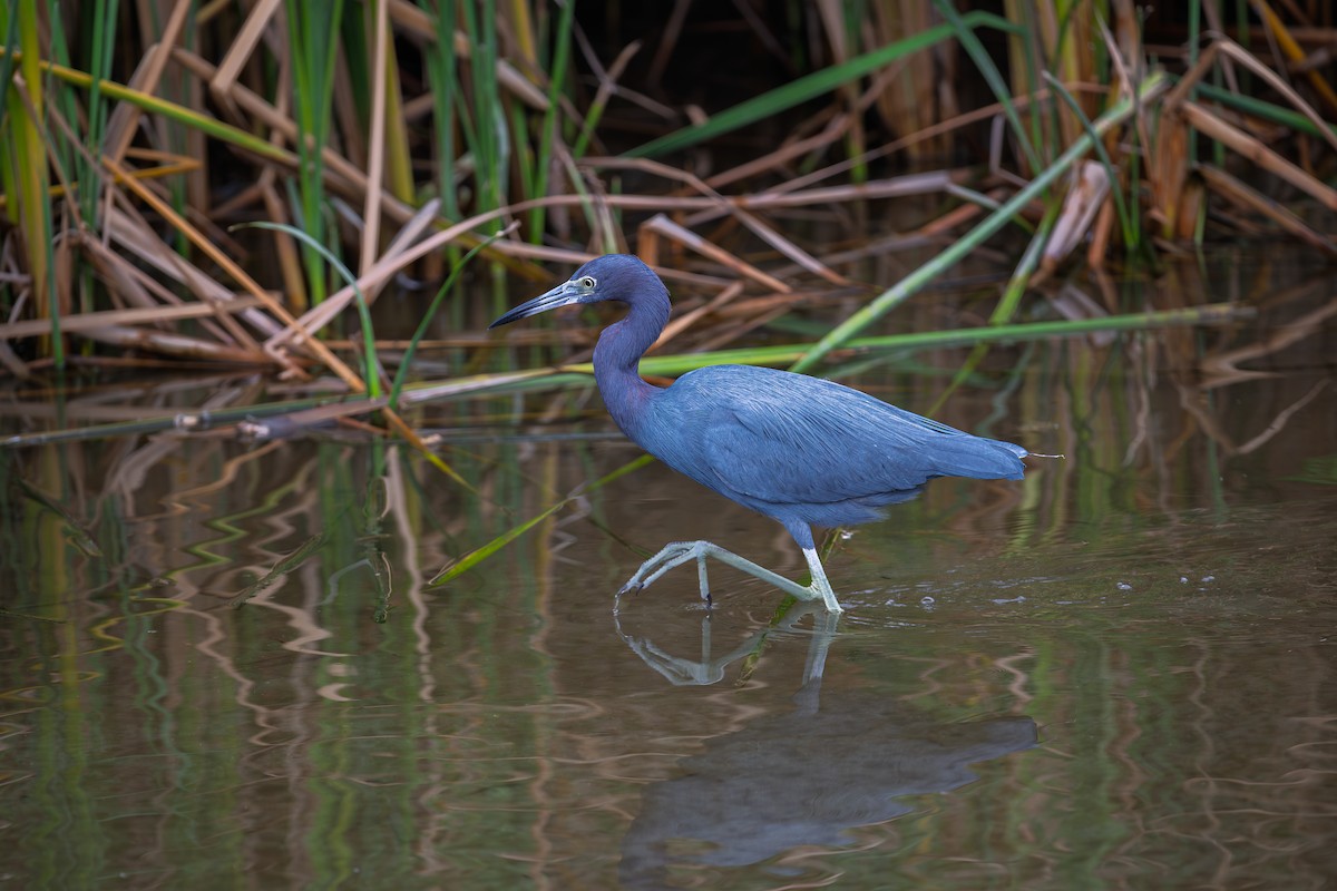 Little Blue Heron - ML646011156
