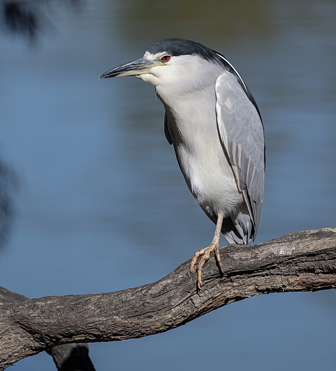 Martinete Común - ML646011160