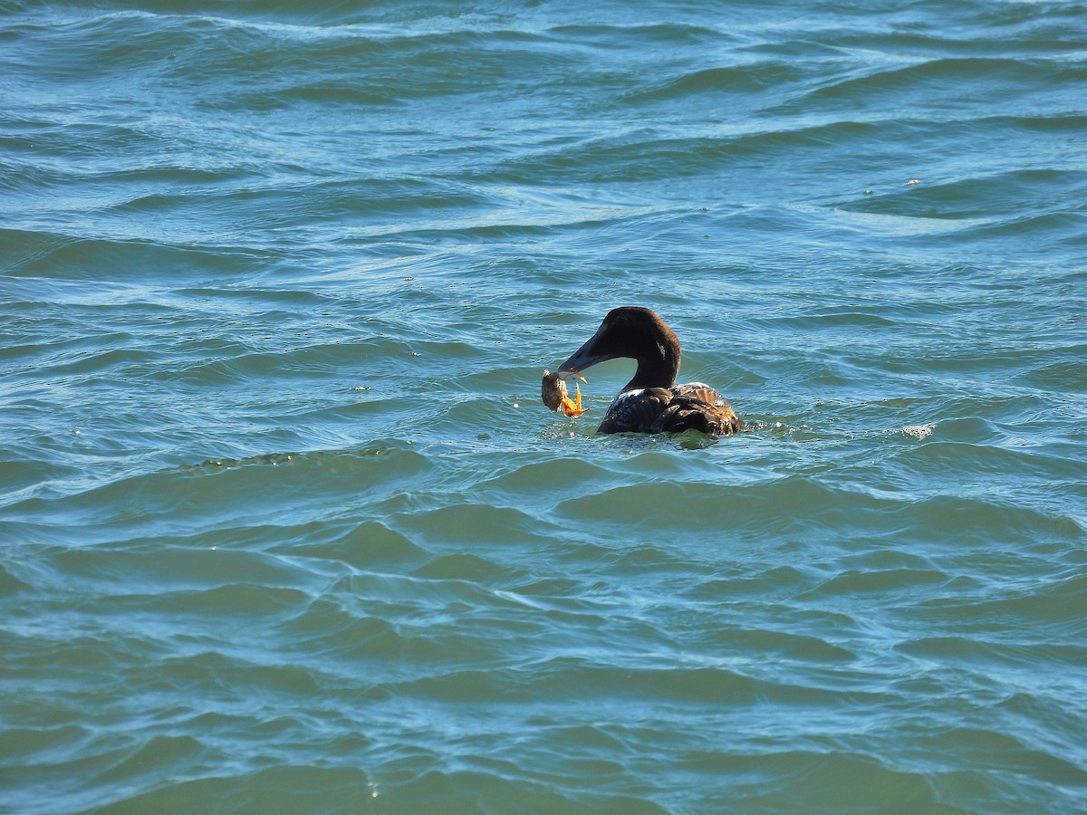 Éider Común - ML646011167