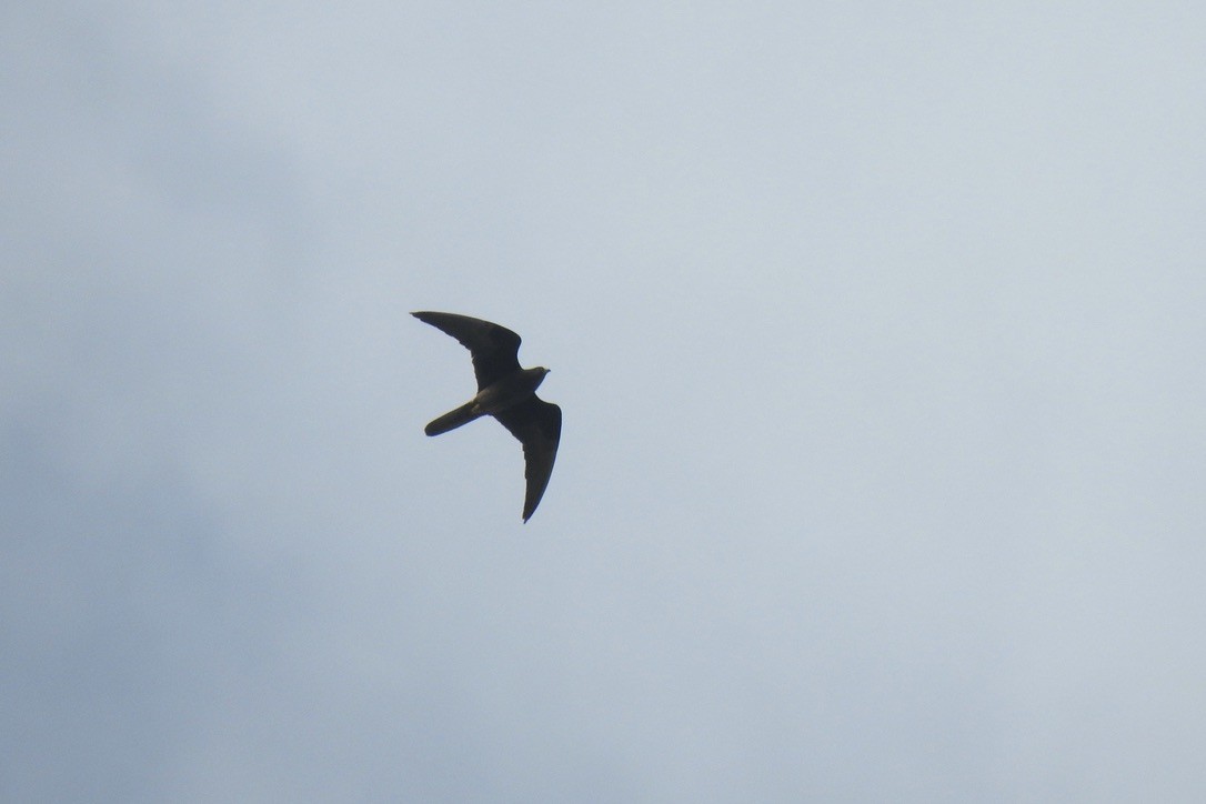 Eleonorenfalke - ML646011169