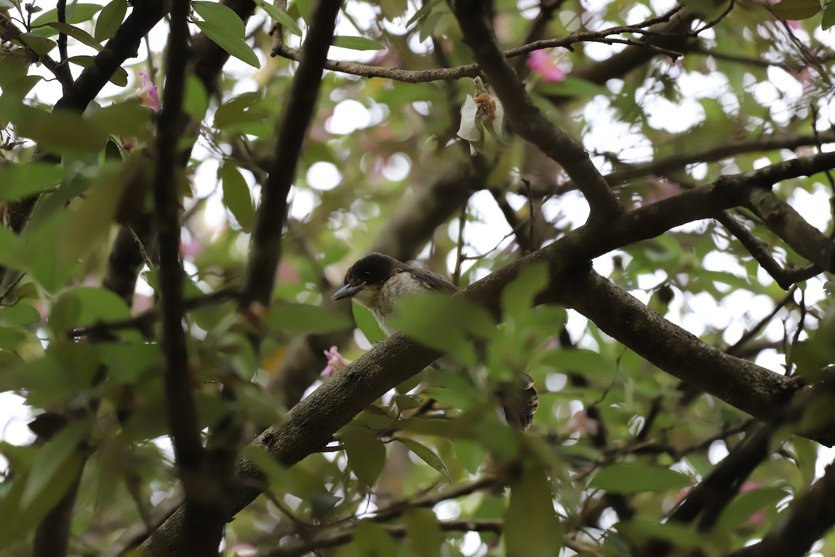 Verdugo Acollarado - ML646011170