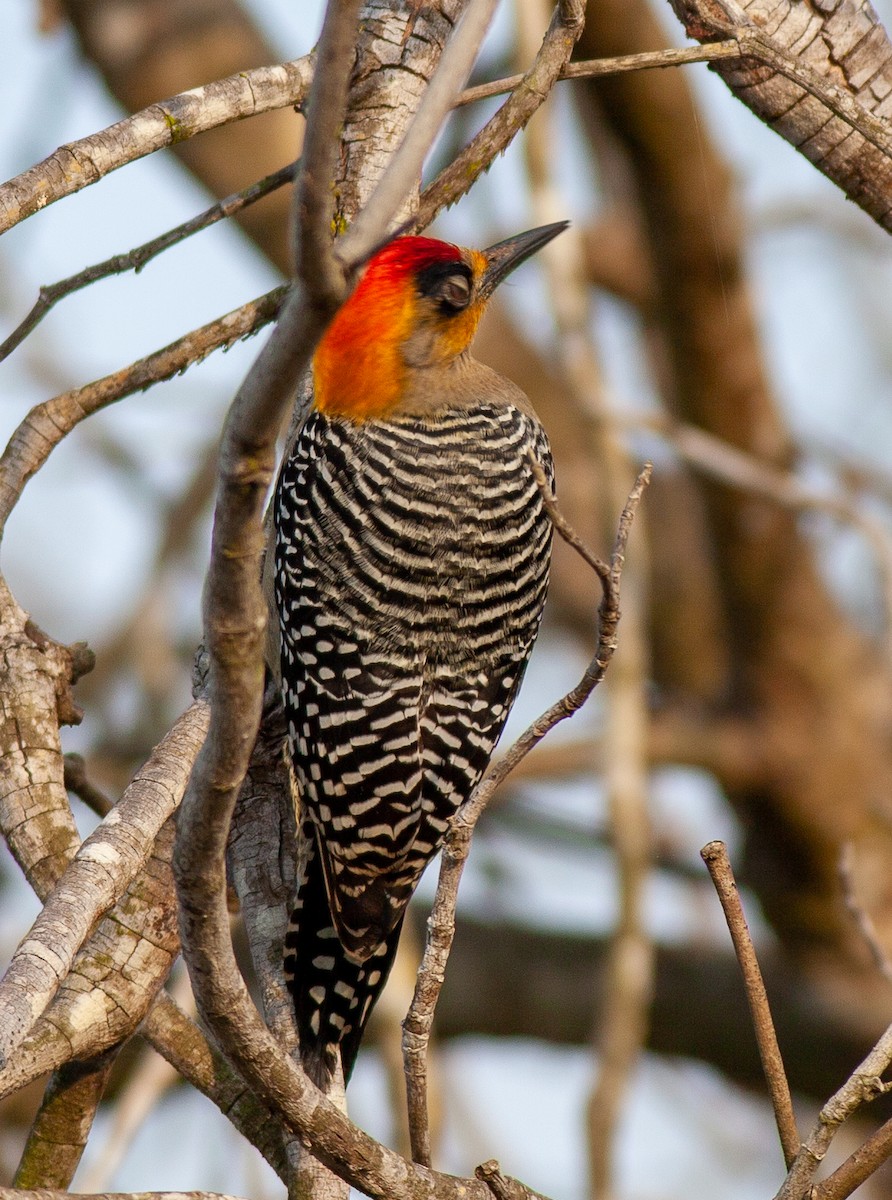 Carpintero Cariamarillo - ML646011171