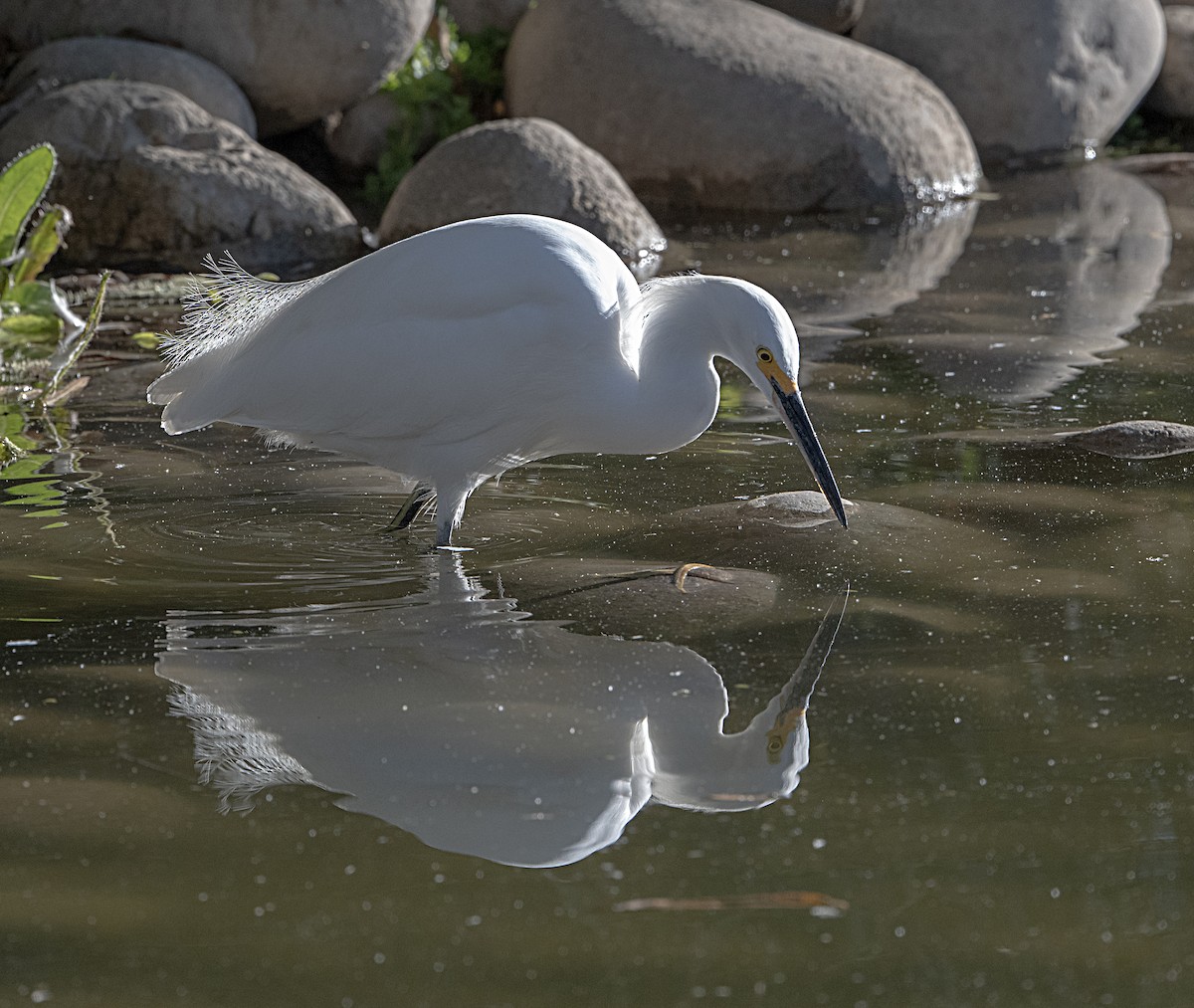 Garceta Nívea - ML646011172