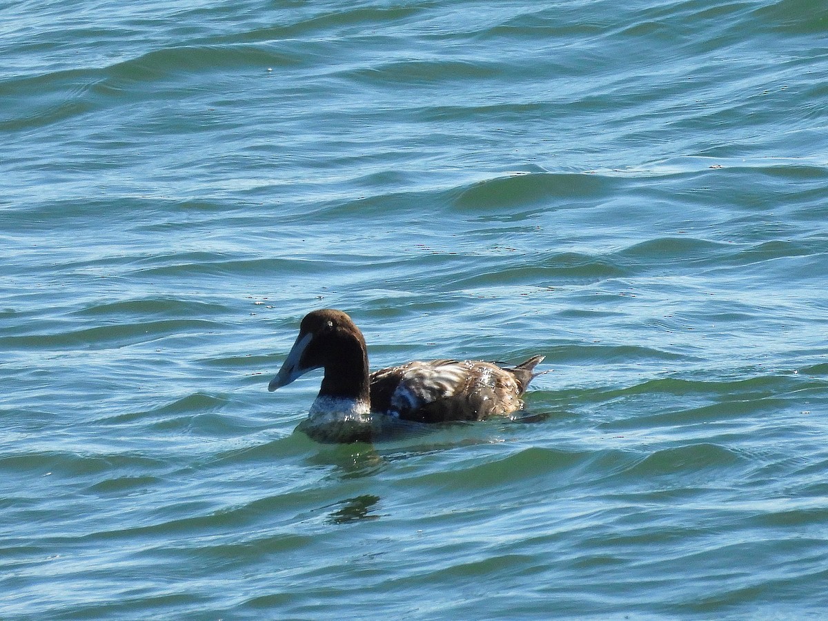 Éider Común - ML646011173