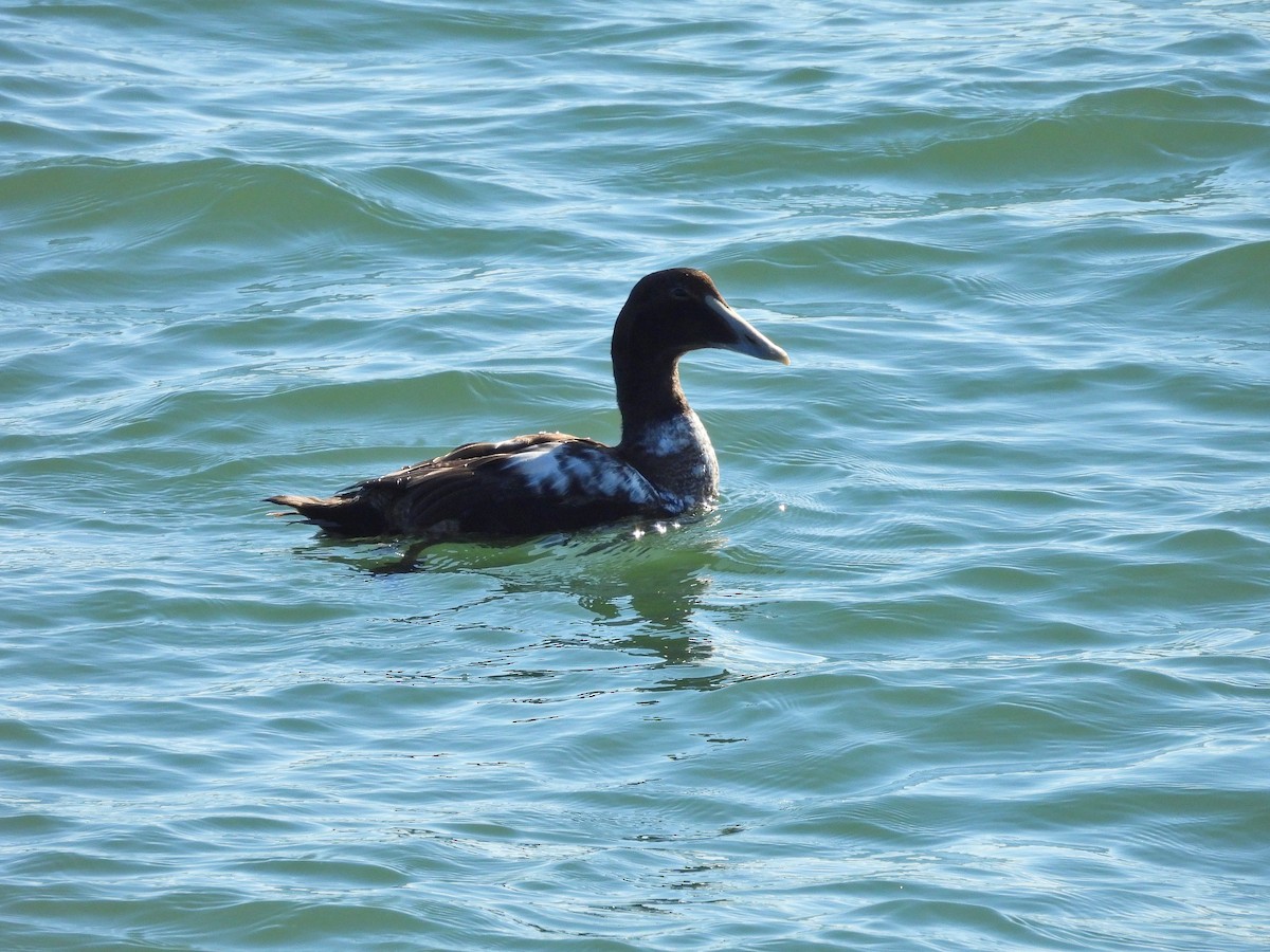 Éider Común - ML646011175