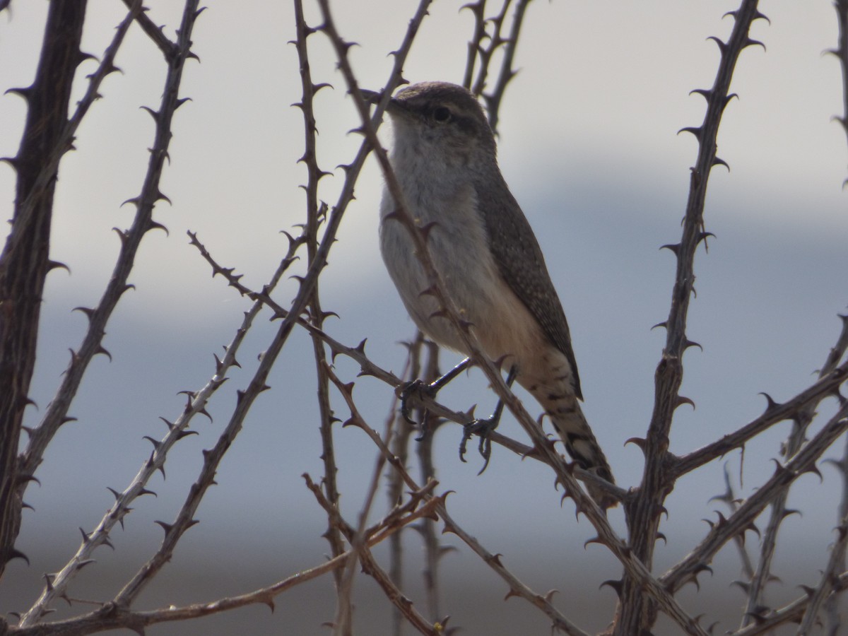 Cucarachero Roquero - ML646011176