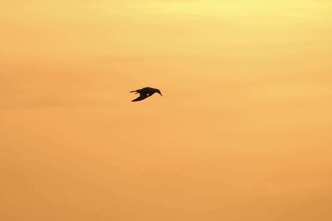 Alcatraz Atlántico - ML646011179