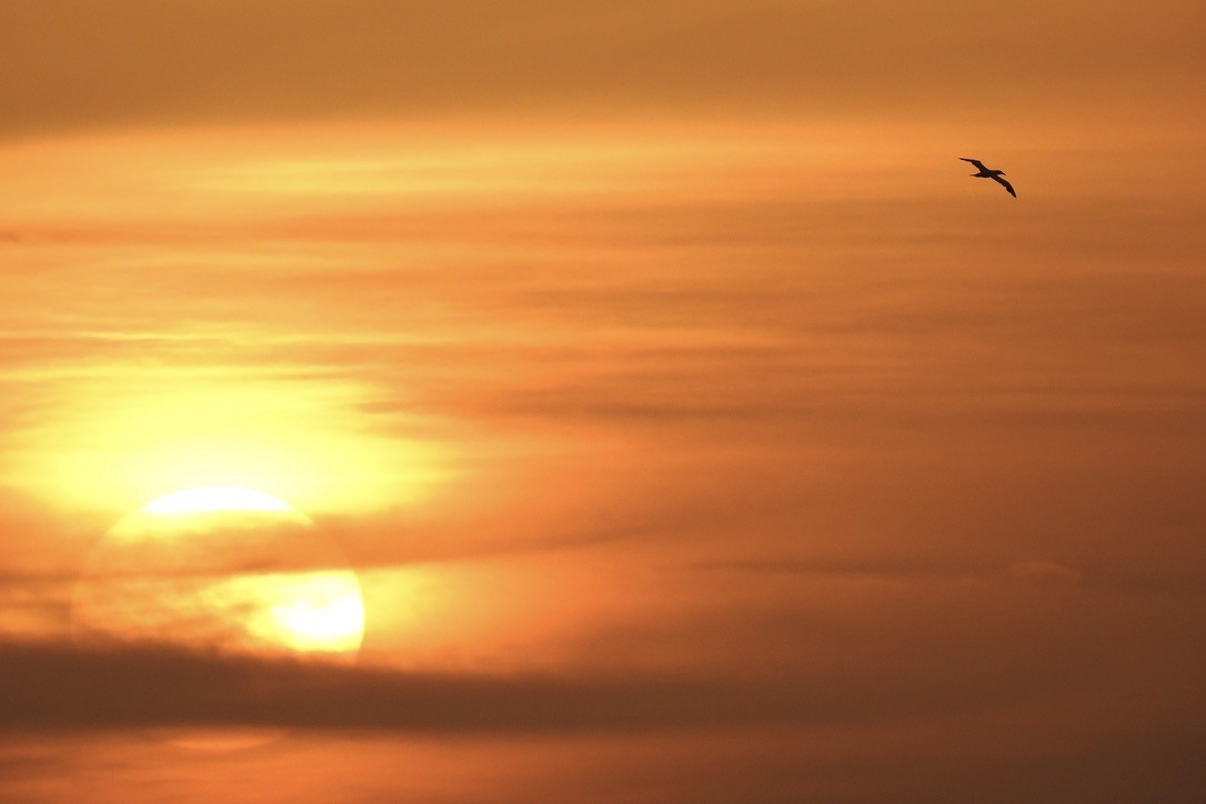 Alcatraz Atlántico - ML646011180