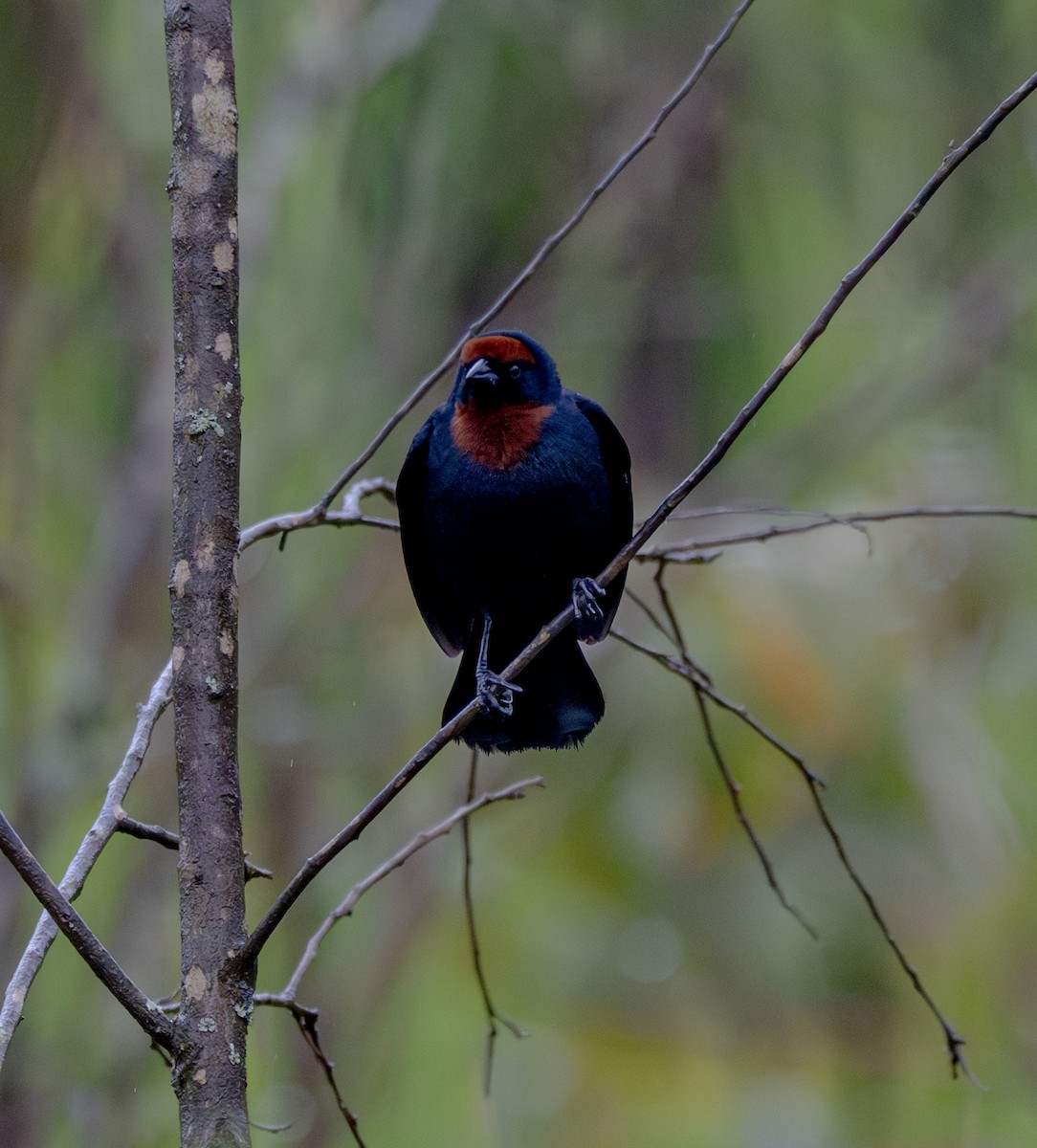 Varillero Congo - ML646011181