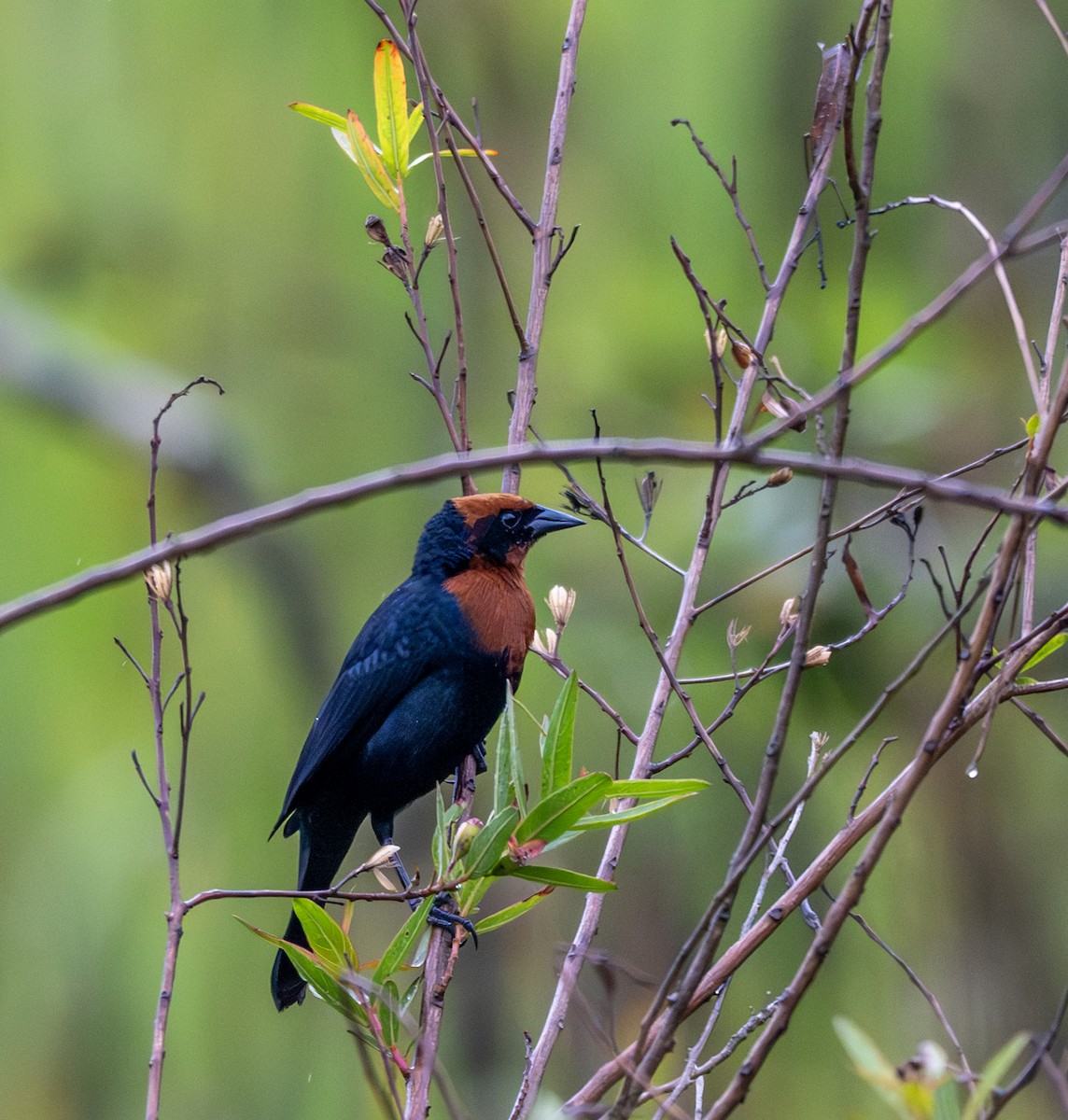 Varillero Congo - ML646011182