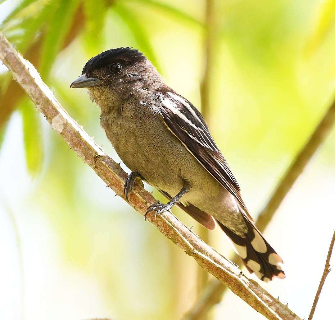 Anambé Aliblanco - ML646011183