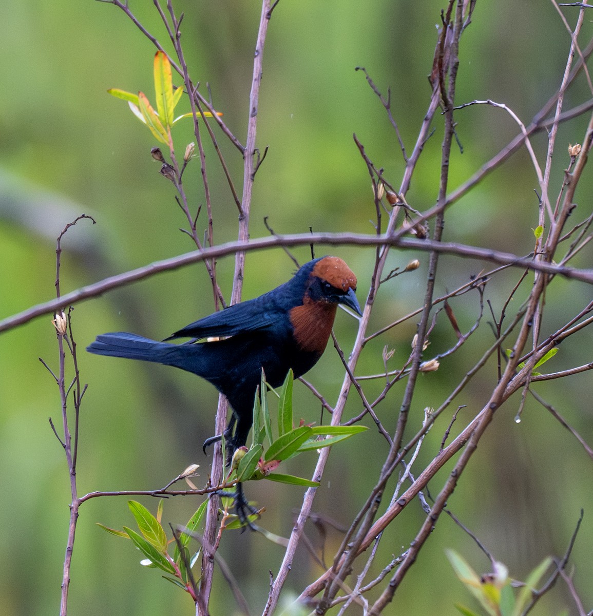 Varillero Congo - ML646011184