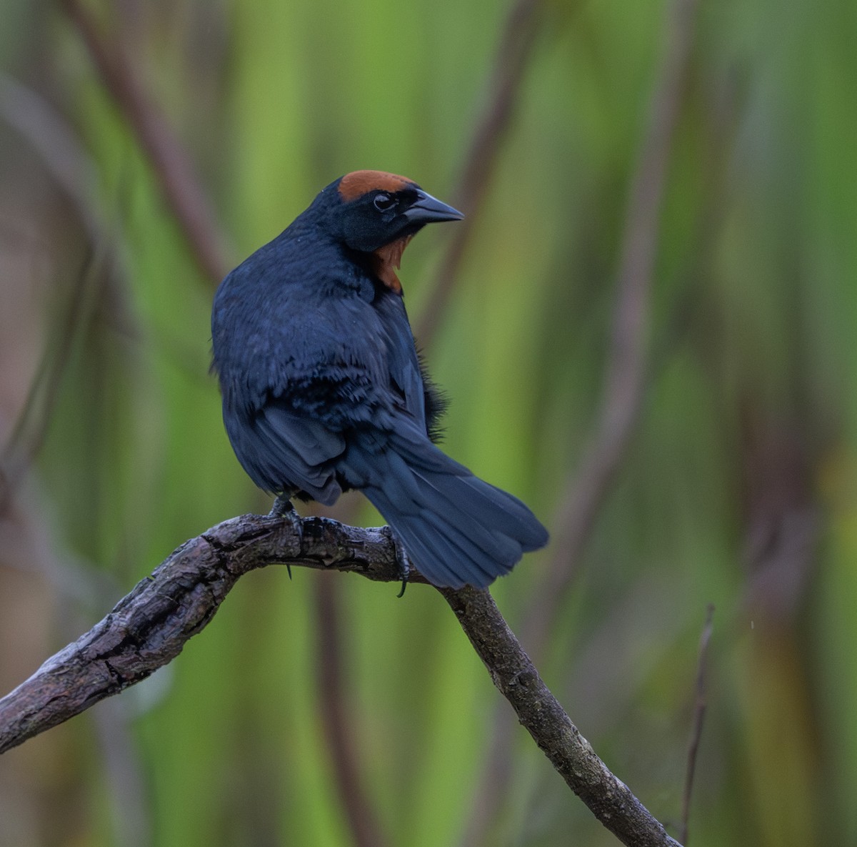 Varillero Congo - ML646011185