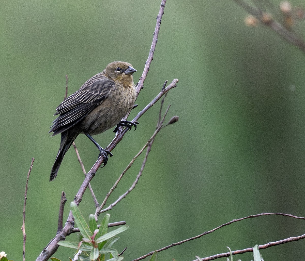 Varillero Congo - ML646011186