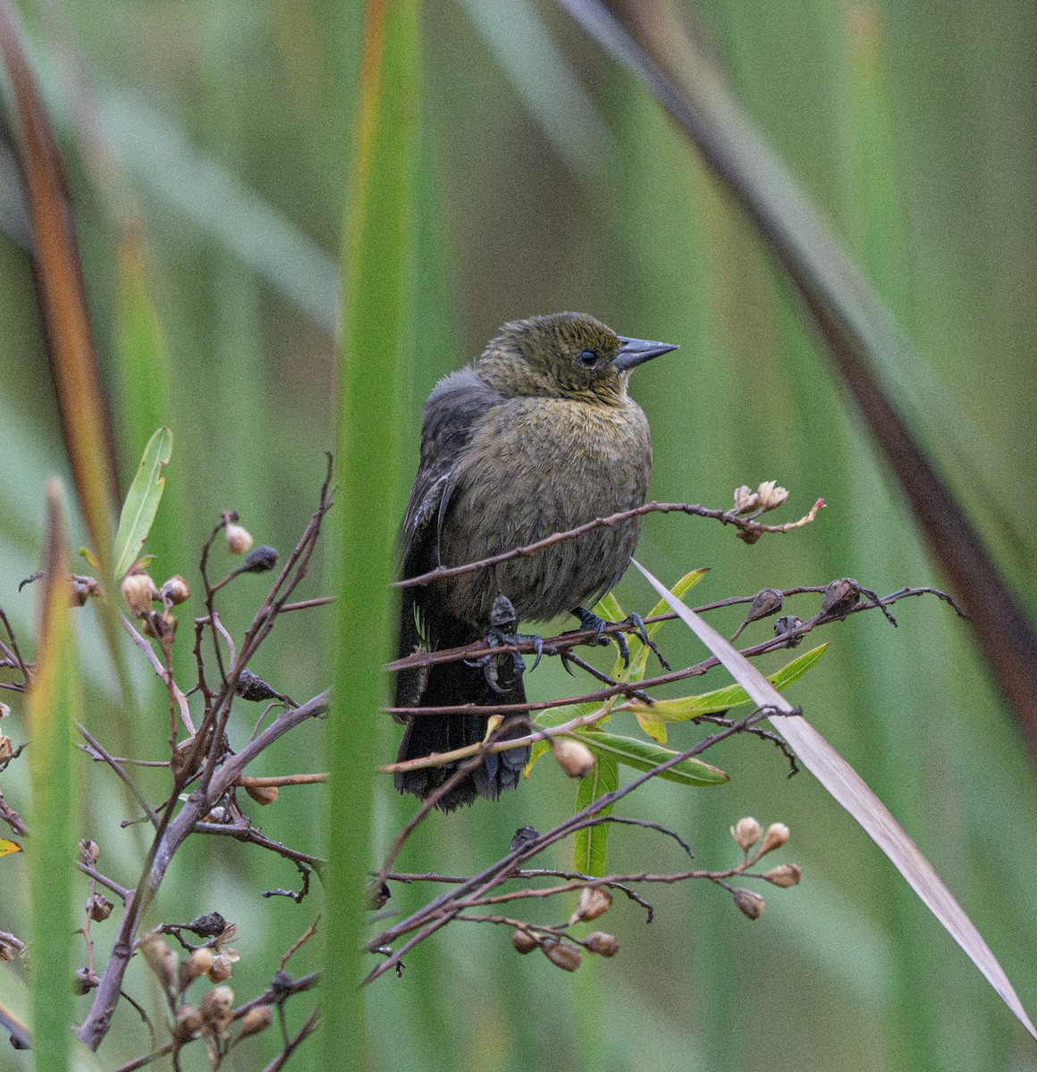 Varillero Congo - ML646011187