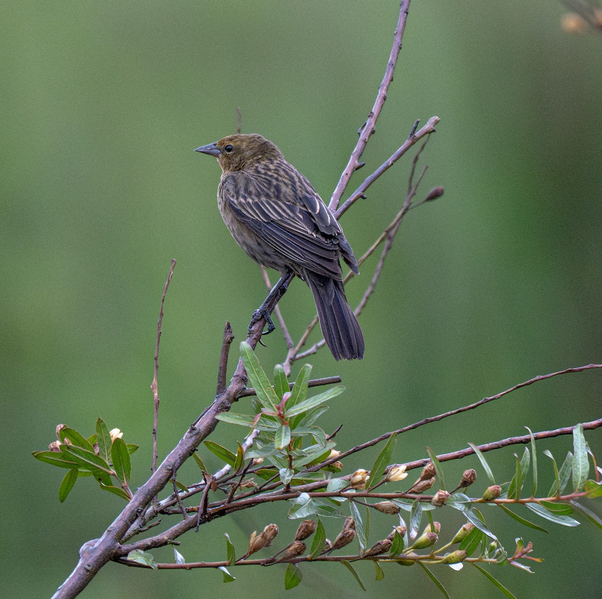 Varillero Congo - ML646011188