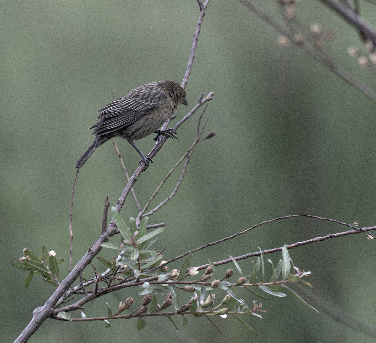 Varillero Congo - ML646011189