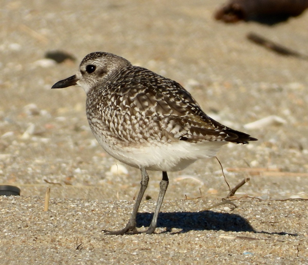 Chorlito Gris - ML646011190