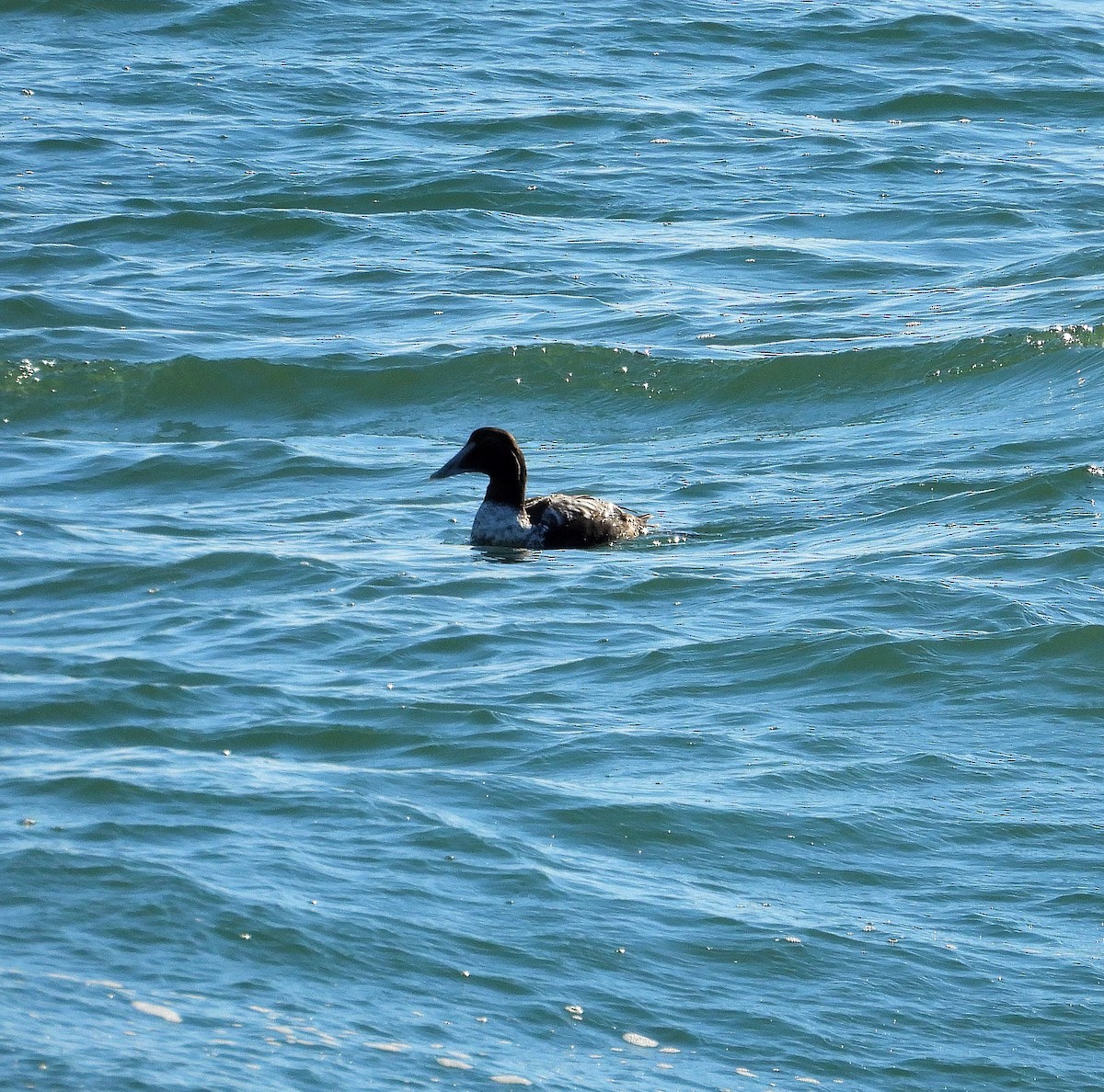 Éider Común - ML646011191