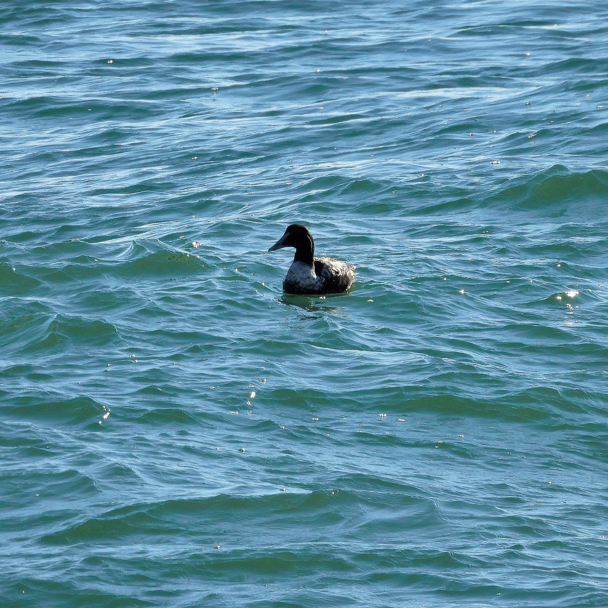 Éider Común - ML646011192