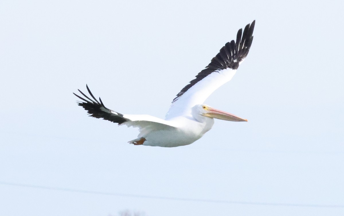 Pelícano Norteamericano - ML646011193