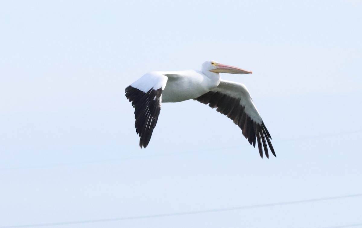 Pelícano Norteamericano - ML646011194