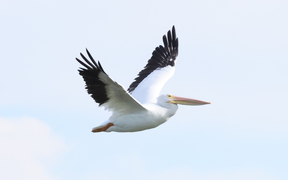 Pelícano Norteamericano - ML646011196