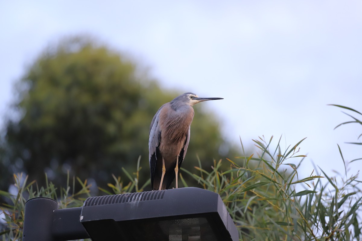 Garceta Cariblanca - ML646011200