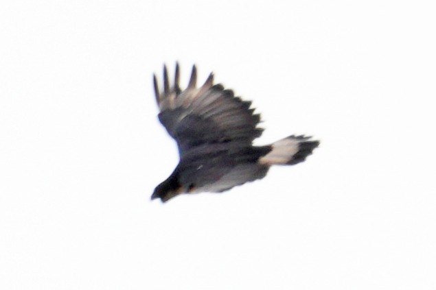 Águila Poma - ML646011203