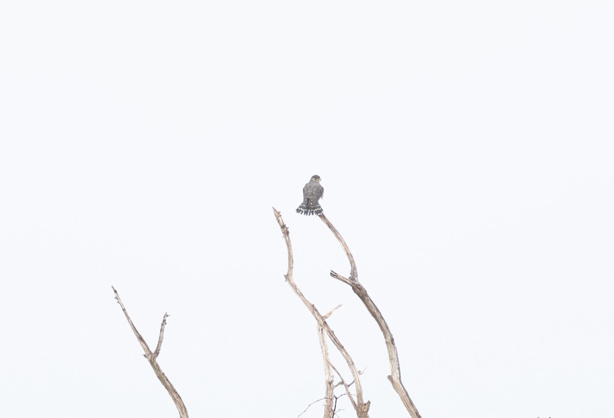 Merlin - ML646011210