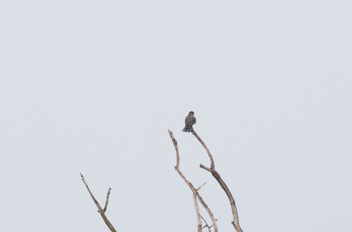 Merlin - ML646011211