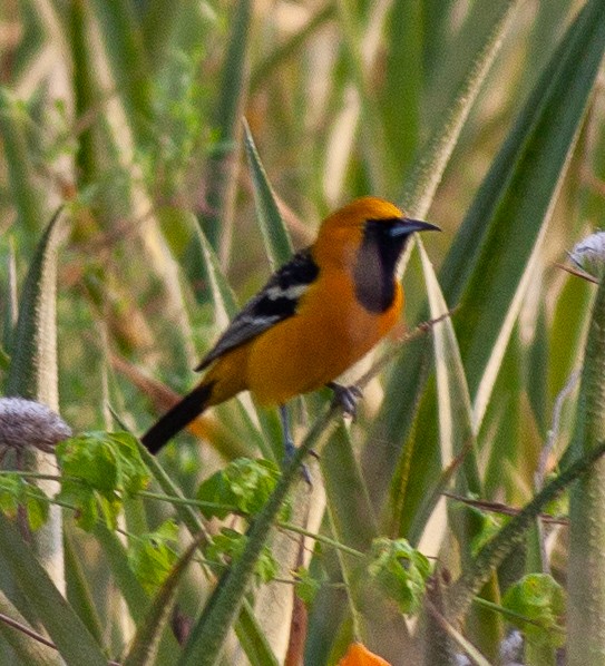 Hooded Oriole - ML646011218