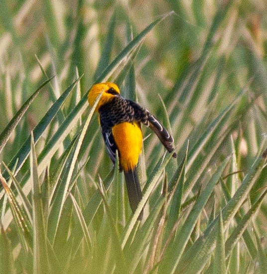 Hooded Oriole - ML646011219