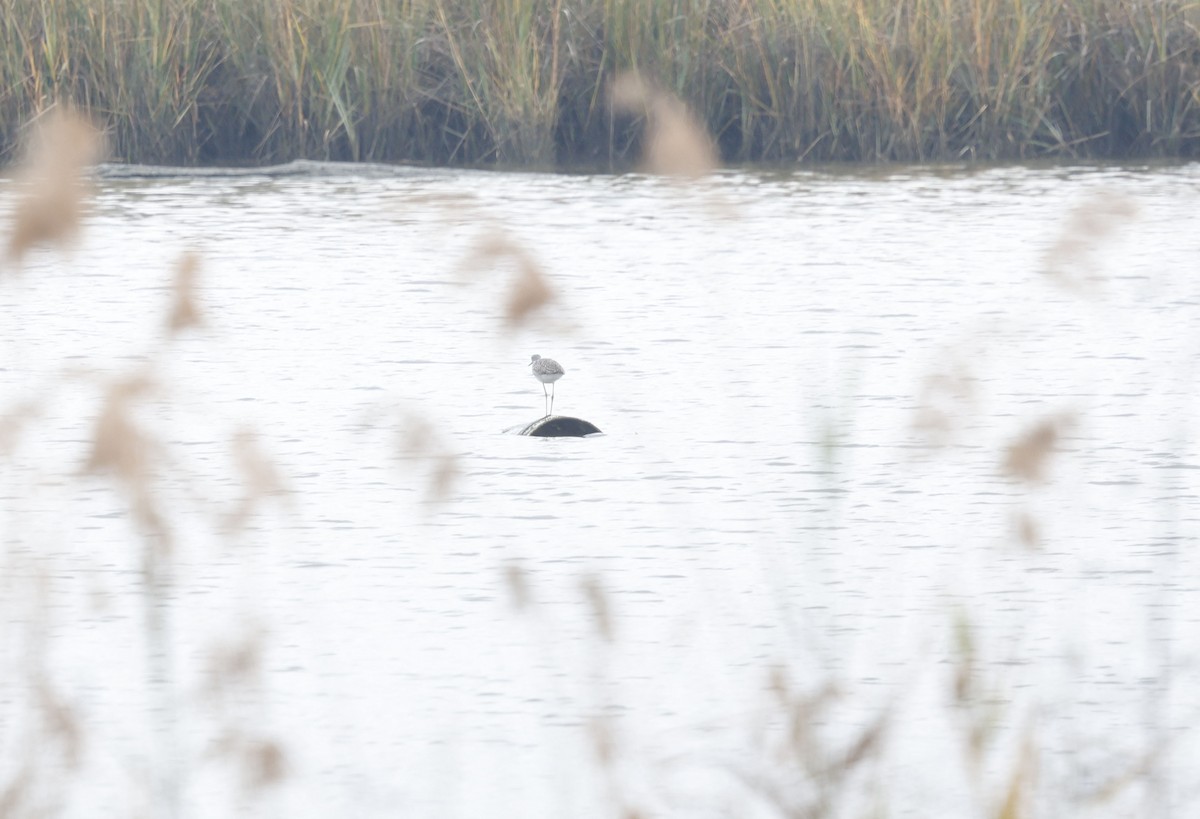 Greater Yellowlegs - ML646011220