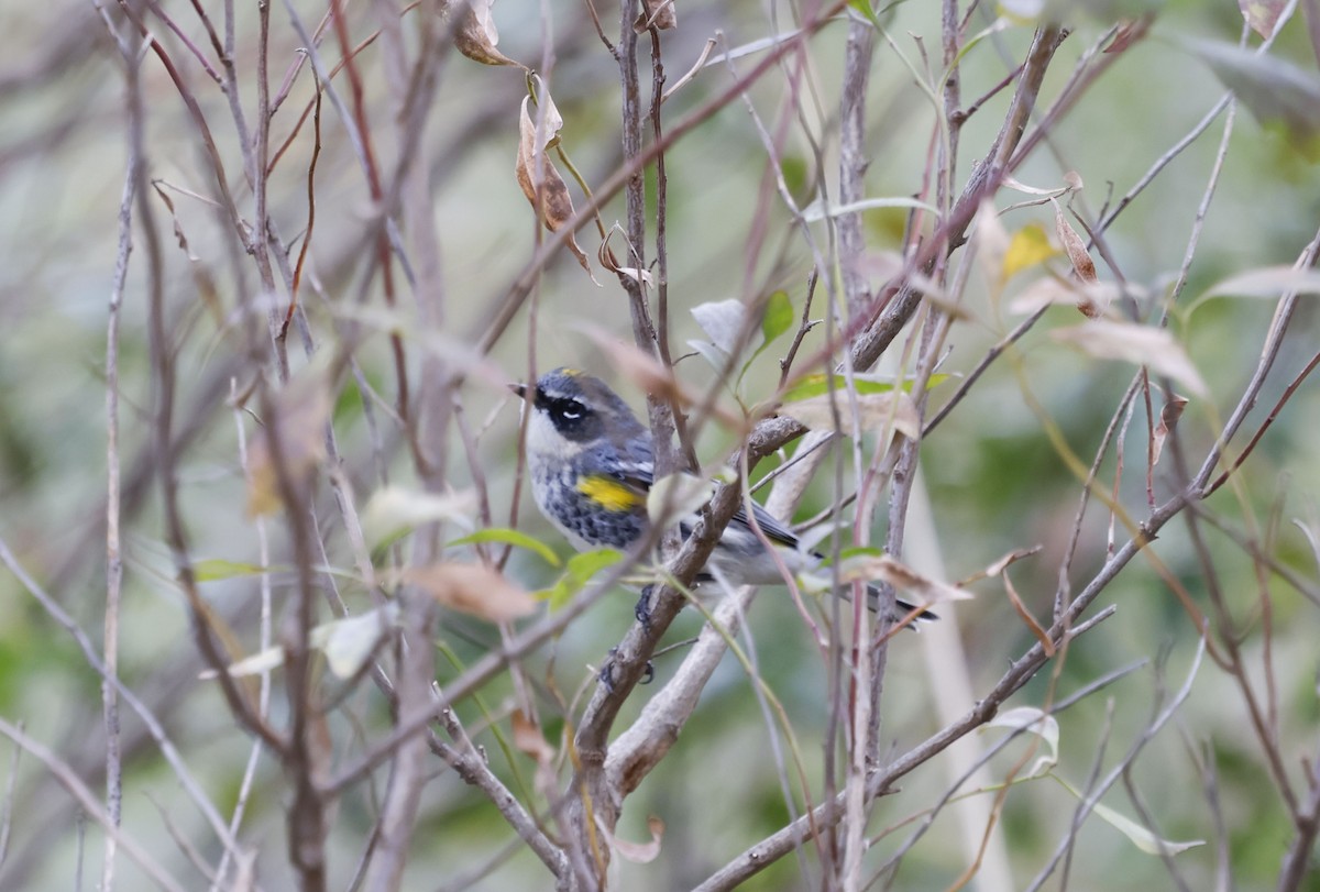Yellow-rumped Warbler (Myrtle) - ML646011226
