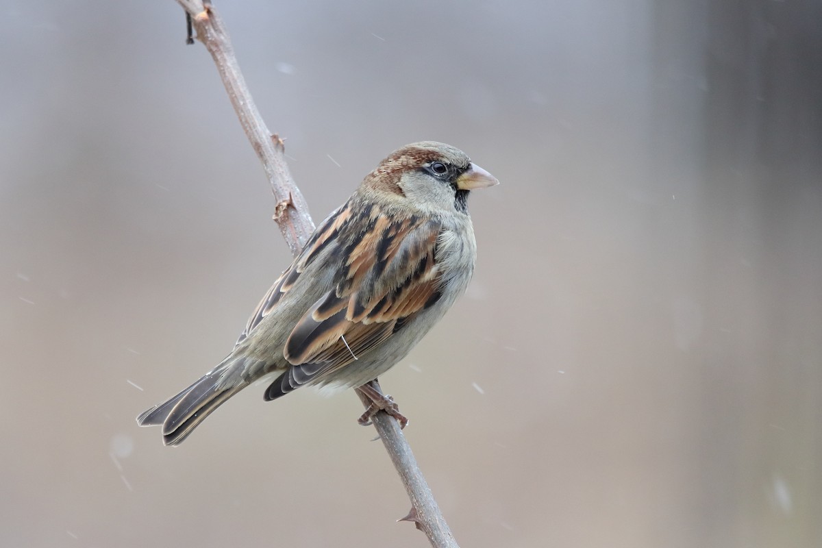 House Sparrow - ML646011227