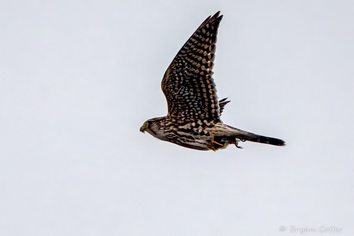 Merlin - ML646011233