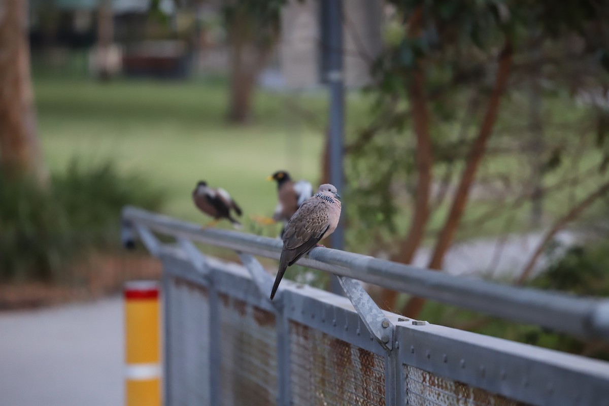 Spotted Dove - ML646011251