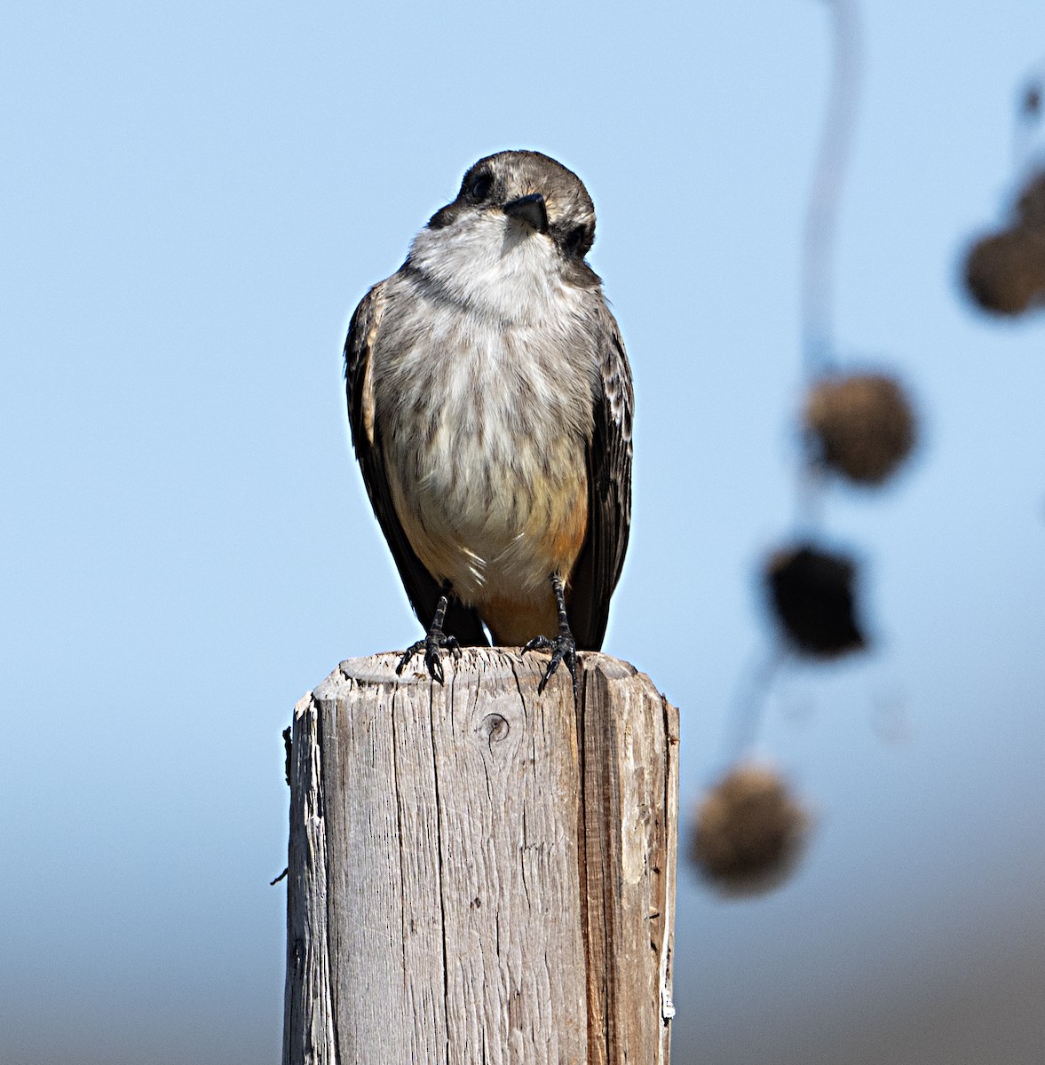 Vermilion Flycatcher - ML646011252