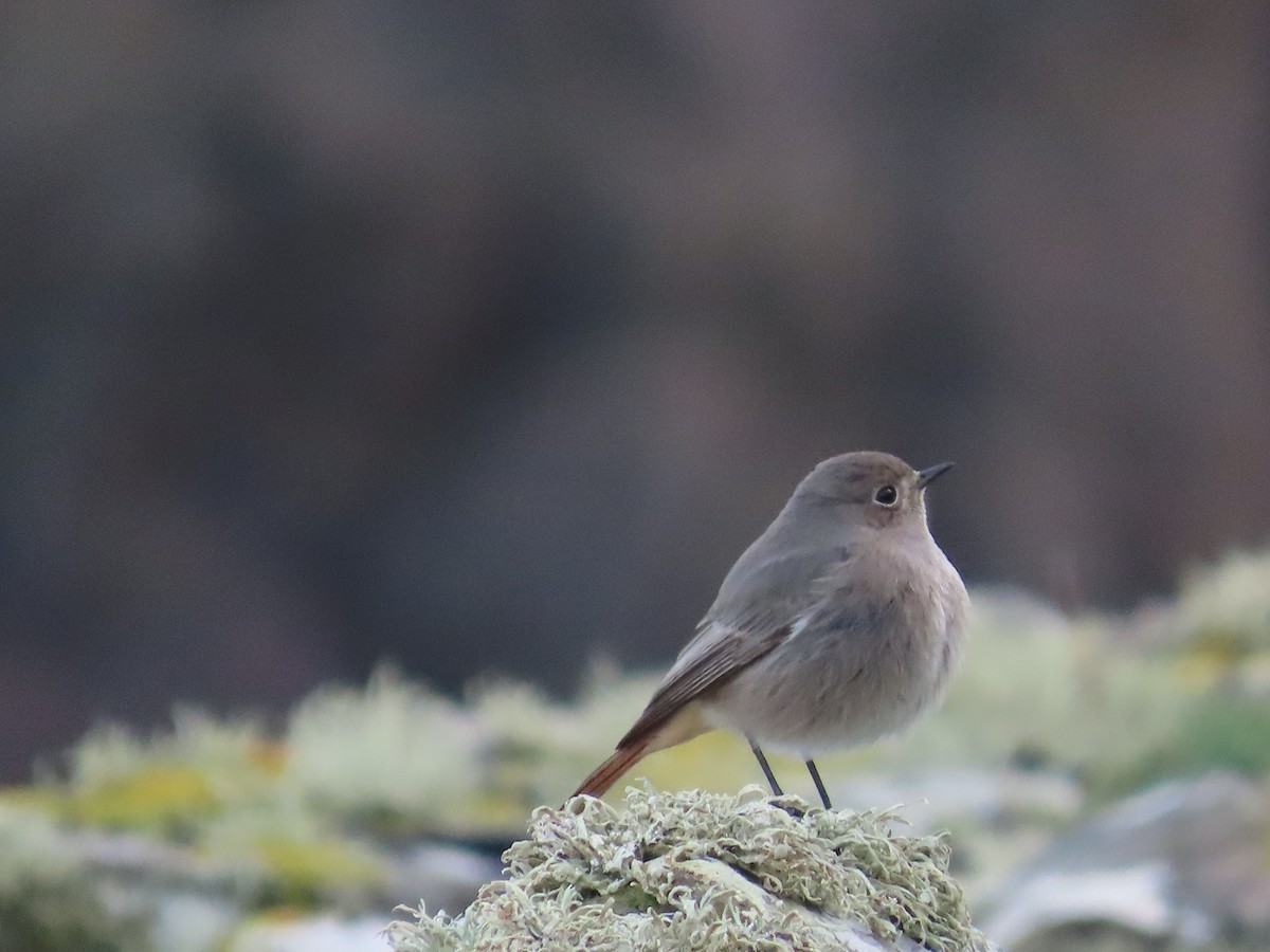 Black Redstart - ML646011257