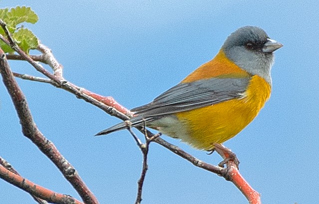 Patagonian Sierra Finch - ML646011260