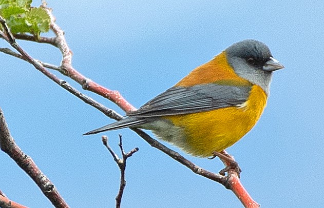 Patagonian Sierra Finch - ML646011261